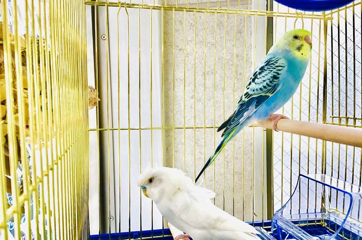 インコ